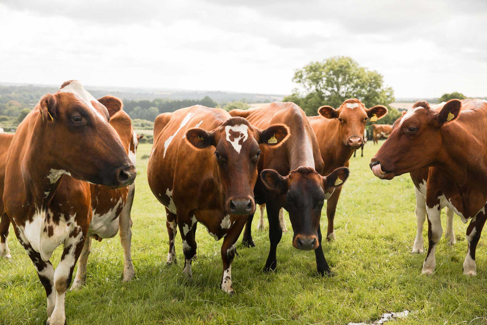 Cows - Lynher Dairies