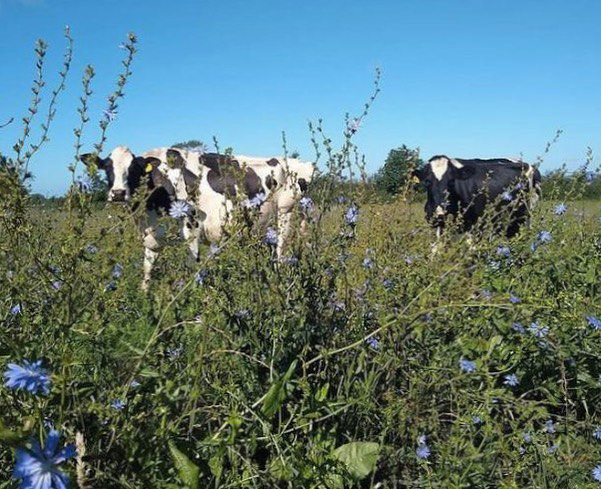 cows at westcombe dairy